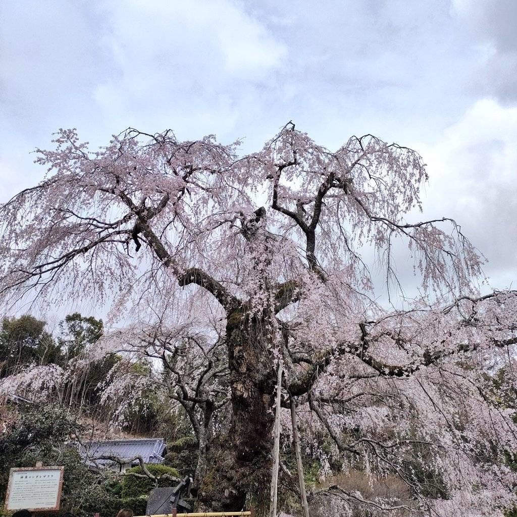 桜がとても綺麗です！！広島名物お好み焼き食べるなら【お好み焼・鉄板焼 ちんちくりん COCORO店】